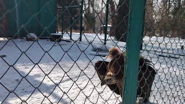 СЕМЕЙСТВО ЧЁРНЫХ ГРИФОВ смотреть онлайн