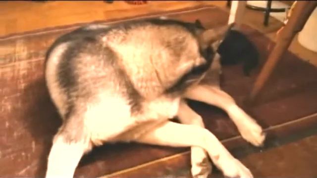 ХАСКИ И КОТЕНОК смотреть онлайн