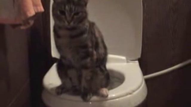 Кошка Масяня на унитазе смотреть онлайн