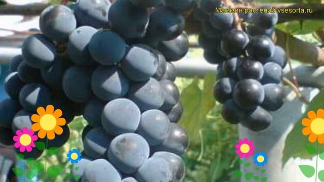 Виноград культурный Зилга. Краткий обзор, описание характеристик, где купить саженцы Zilga смотреть онлайн