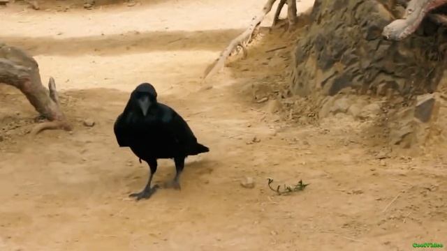 Ворон (Corvus corax) смотреть онлайн