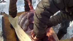 Забой свиней и разделка свиной туши