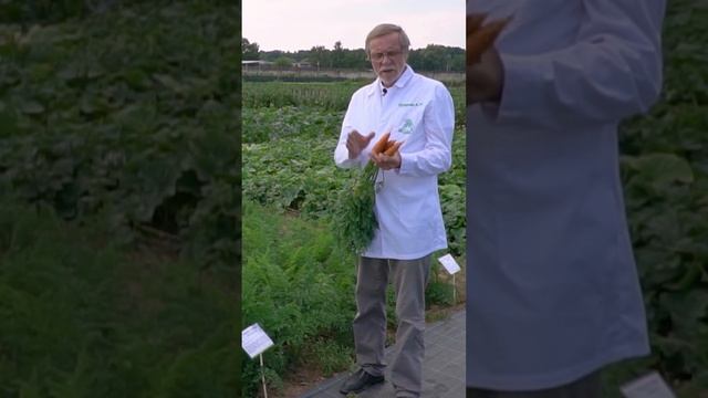 Самая урожайная и вкусная морковь. Сорт моркови для длительного хранения. смотреть онлайн