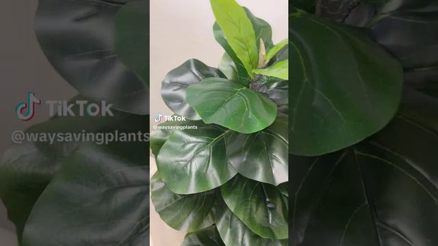 New sleek design for fiddle tree смотреть онлайн