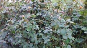 №52 Вынужденная пересадка взрослой розы, что получилось!