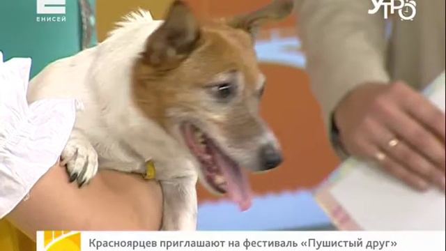 Красноярцев приглашают на фестиваль домашних питомцев «Пушистый друг» смотреть онлайн