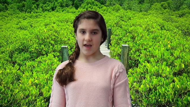 Rainforest Facts for Kids | All About the Amazon & Other Tropical Rainforests смотреть онлайн