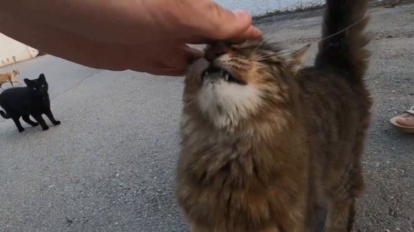 Cat meowing very loudly with extraordinary speed