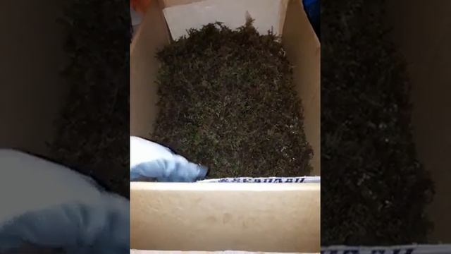 Заготовка большого количества мха для улиток, где сушить когда много его смотреть онлайн