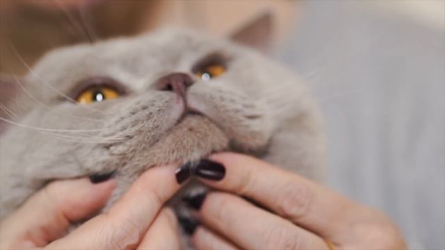 Британская короткошёрстная кошка все о породе кошек – Purina Pro Plan Ukraine смотреть онлайн