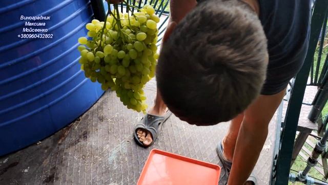 Цимус та Наталі смотреть онлайн