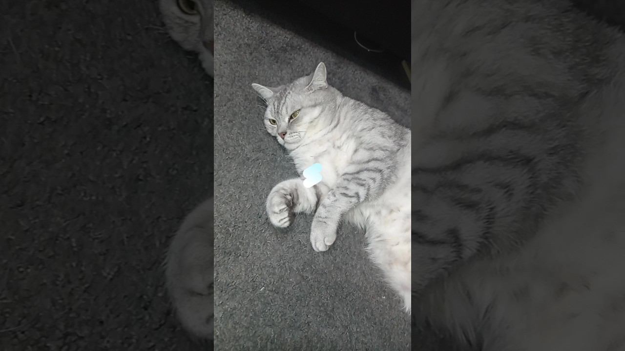 Не пролистывай это видео, если ты любишь котиков!) #shorts смотреть онлайн