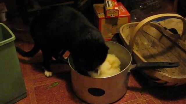 cat carder смотреть онлайн