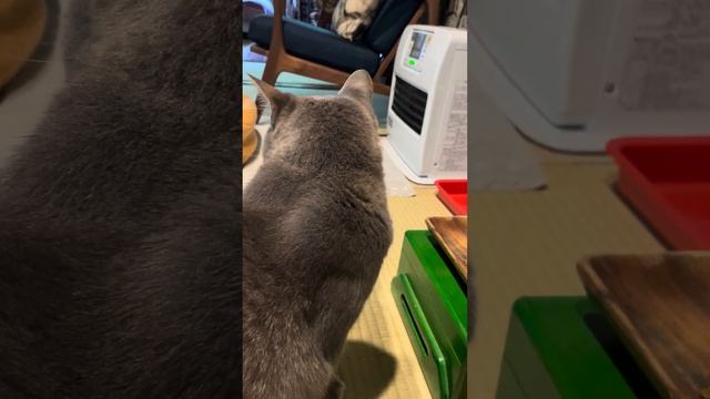 #風の猫　朝ごはんの続きは..　ヒーターがちゃんと点いてからにする猫・・・ смотреть онлайн