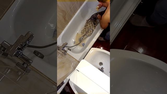Кот сфинкс мыть кошку смотреть онлайн