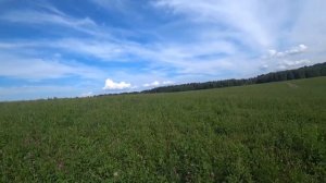 Июль - главный взяток.  Сильные медоносы - много мёда