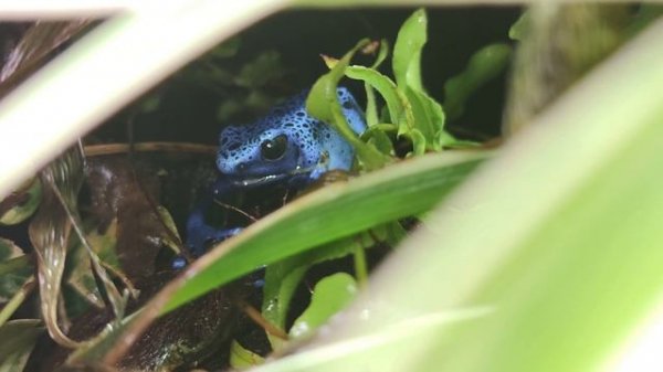 Линька лягушки-древолаза Dendrobates tinctorius azureus