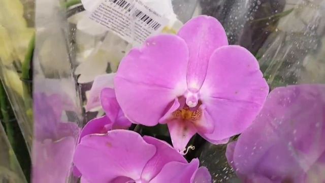 РАЙСКИЕ ОРХИДЕИ фаленопсисы в КАСТОРАМА Kimono Albufeira CASTORAMA орхидея Orchid ORCHIDS ОРЕНБУРГ смотреть онлайн