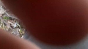 Stihl ms 250-регулировка карбюратора тахометром(пиле 2 года)