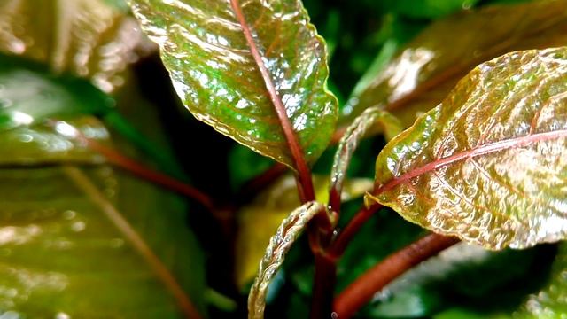 Сделав это жена скажет спасибо смотреть онлайн