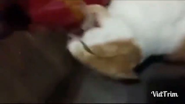 кот очень любит хлеб😂😂😂😂😂 смотреть онлайн