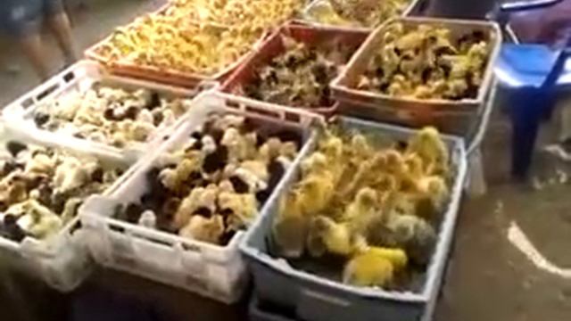 Море цыплят смотреть онлайн