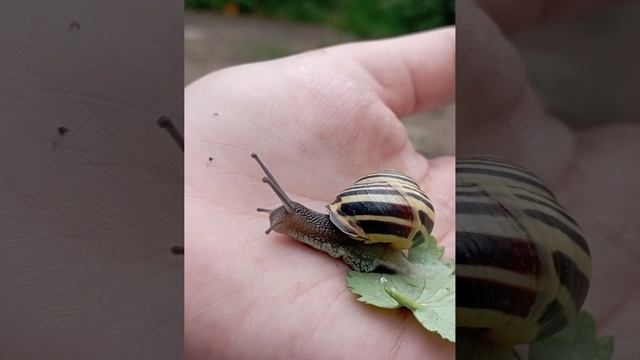 улитка. смотреть онлайн