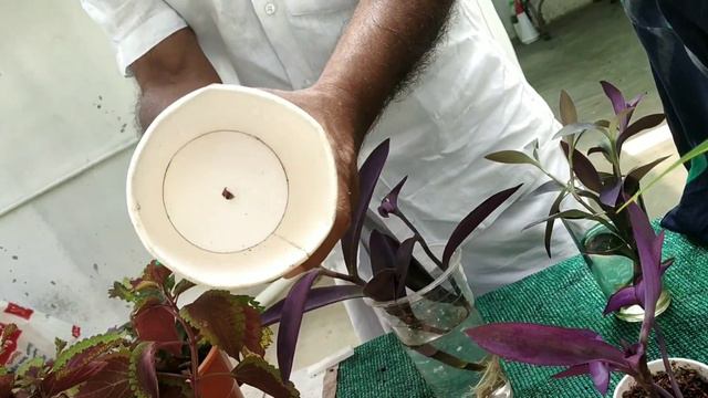 Simplest way to propagate Purple Heart plant from cuttings and care. смотреть онлайн