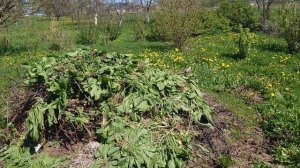 Борьба с конским щавелем, видео результаты