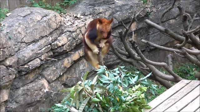 Goodfellow's Tree Kangaroo смотреть онлайн