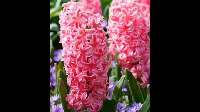 Amazing and Most Beautiful Hyacinth Flowers Pictures смотреть онлайн