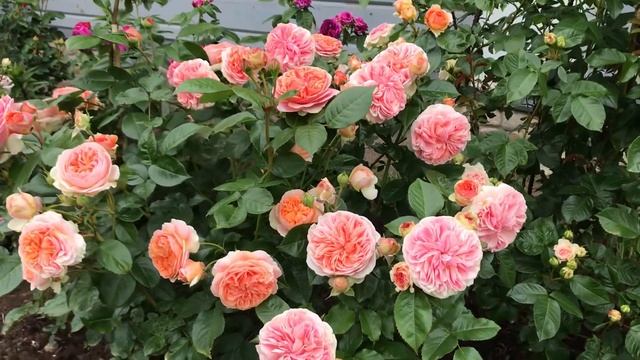 Роза Chippendale (чипендейл) смотреть онлайн