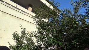 О Лаврах. Как просто определить СВОЁ Растение