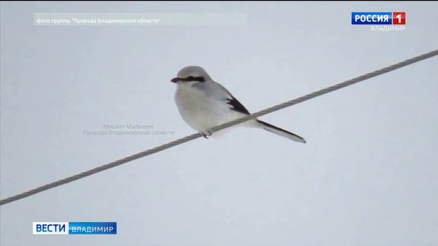 Грозный хищник сорокопут попал в объективы любителей природы смотреть онлайн