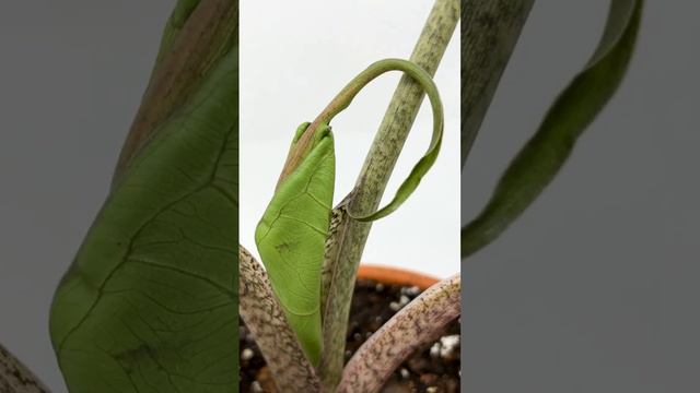 Alocasia Stingray RARE PLANT with New Growth AMAZING LEAVES @LivingDecorStore смотреть онлайн