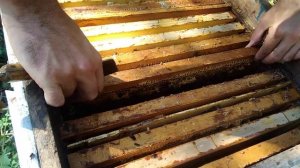 100% зимовка пчел в лежаках на улице.Подготовка зимовки через глухую перегородку 02.10.2019 р.