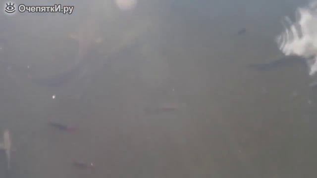 Огромные сомы из Чернобыля смотреть онлайн