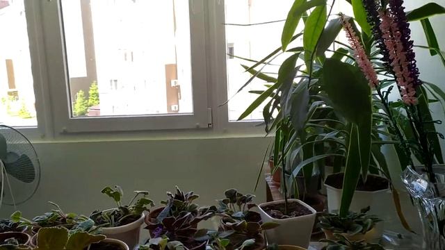 "Моя дитина чекає дощових днів" співає Анна Янтар для Сергія з Луцька на "Арктур-006" з ГЗМ NUMARK смотреть онлайн