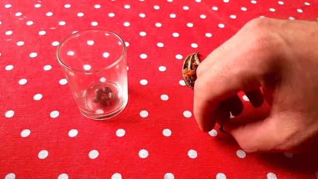 Planting Bird of Paradise from seed смотреть онлайн