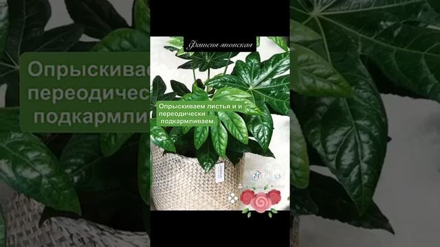 Фатсия или аралия смотреть онлайн