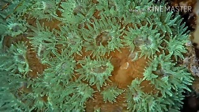 КРАСОТЫ КРАСНОГО МОРЯ. КОРАЛЛЫ ОТ ИРЫ. смотреть онлайн