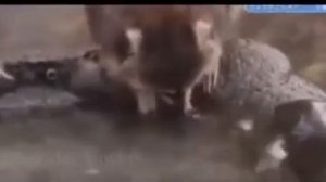 Енот просто хотел помыть свою сахарную вату.😔