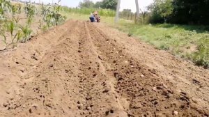 Посадка картофеля под плуг мотоблоком МТЗ