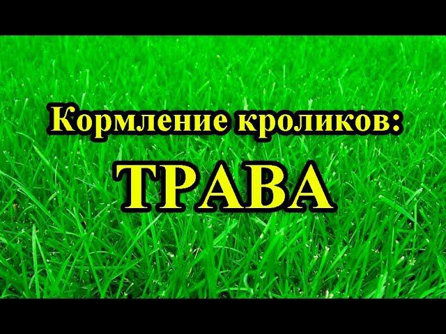 Кормление кроликов: ТРАВА смотреть онлайн