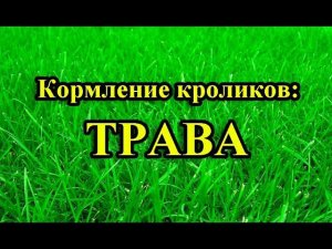 Кормление кроликов: ТРАВА