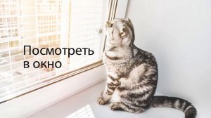 Кошка лазит по столам. КАК ОТУЧИТЬ?