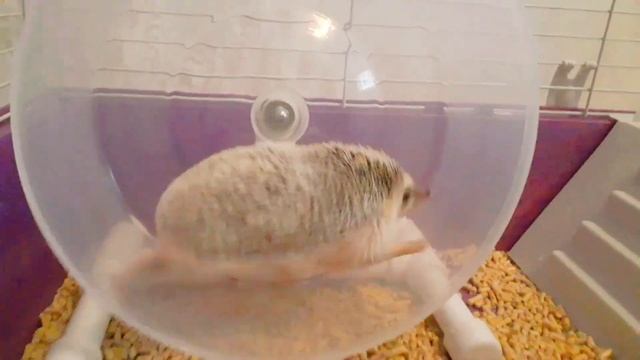 Африканский карликовый еж Рональдо разнервничался! Ежик громит свою клетку-с ним не посоветовались! смотреть онлайн