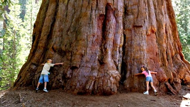 САМОЕ ВЫСОКОЕ, БОЛЬШОЕ ДЕРЕВО В МИРЕ HIGHEST TREE IN THE WORLD смотреть онлайн
