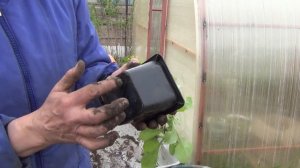 Стаканчики для рассады с выдвижным дном из Светофора