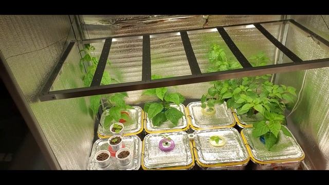 51 Да будет свет! 19.01.22 смотреть онлайн